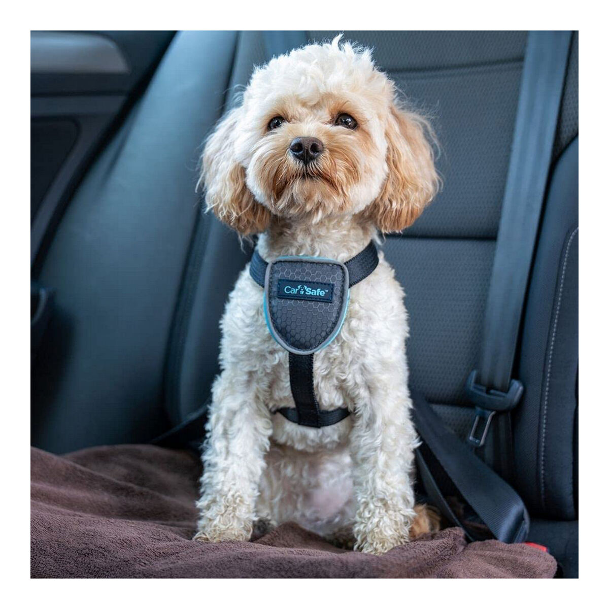 Hund Harness Company of Animals CarSafe Schwarz XS