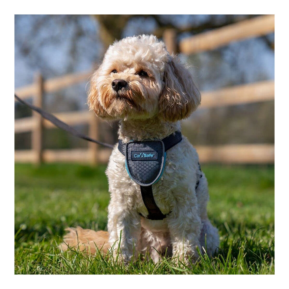 Hund Harness Company of Animals CarSafe Schwarz XS