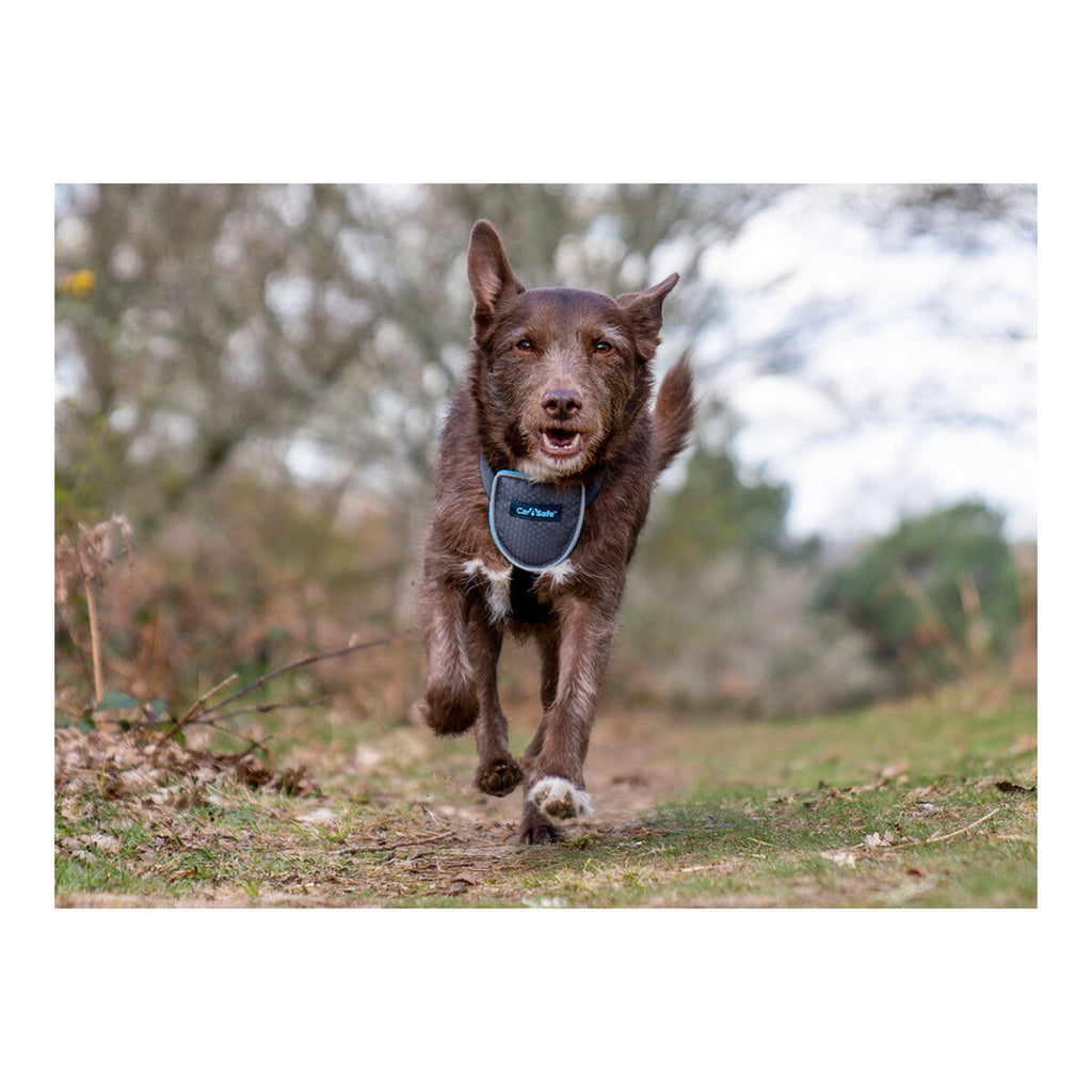 Hund Harness Company of Animals CarSafe Schwarz XS