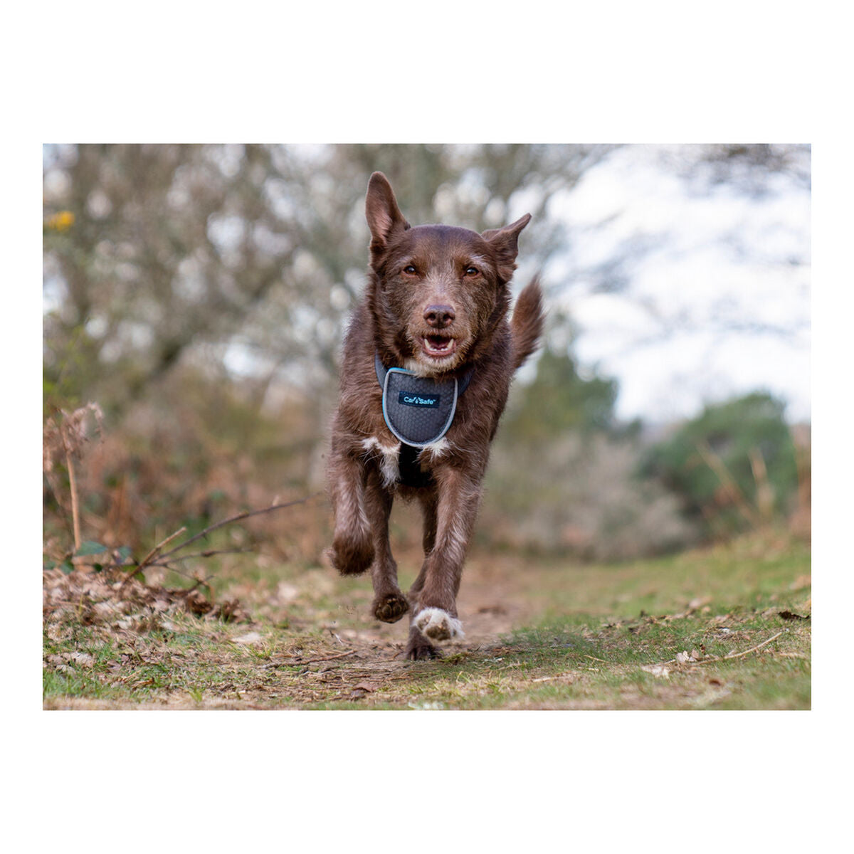 Hund Harness Company of Animals CarSafe Schwarz XS