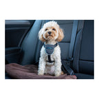 Hund Harness Company of Animals CarSafe Schwarz XS