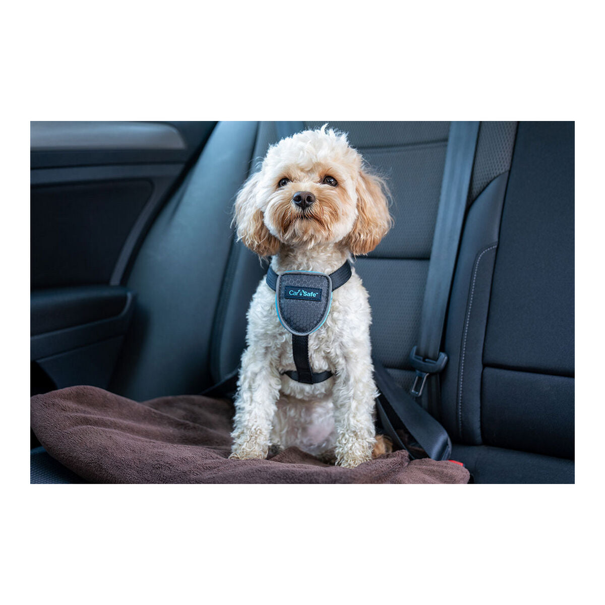 Hund Harness Company of Animals CarSafe Schwarz XS