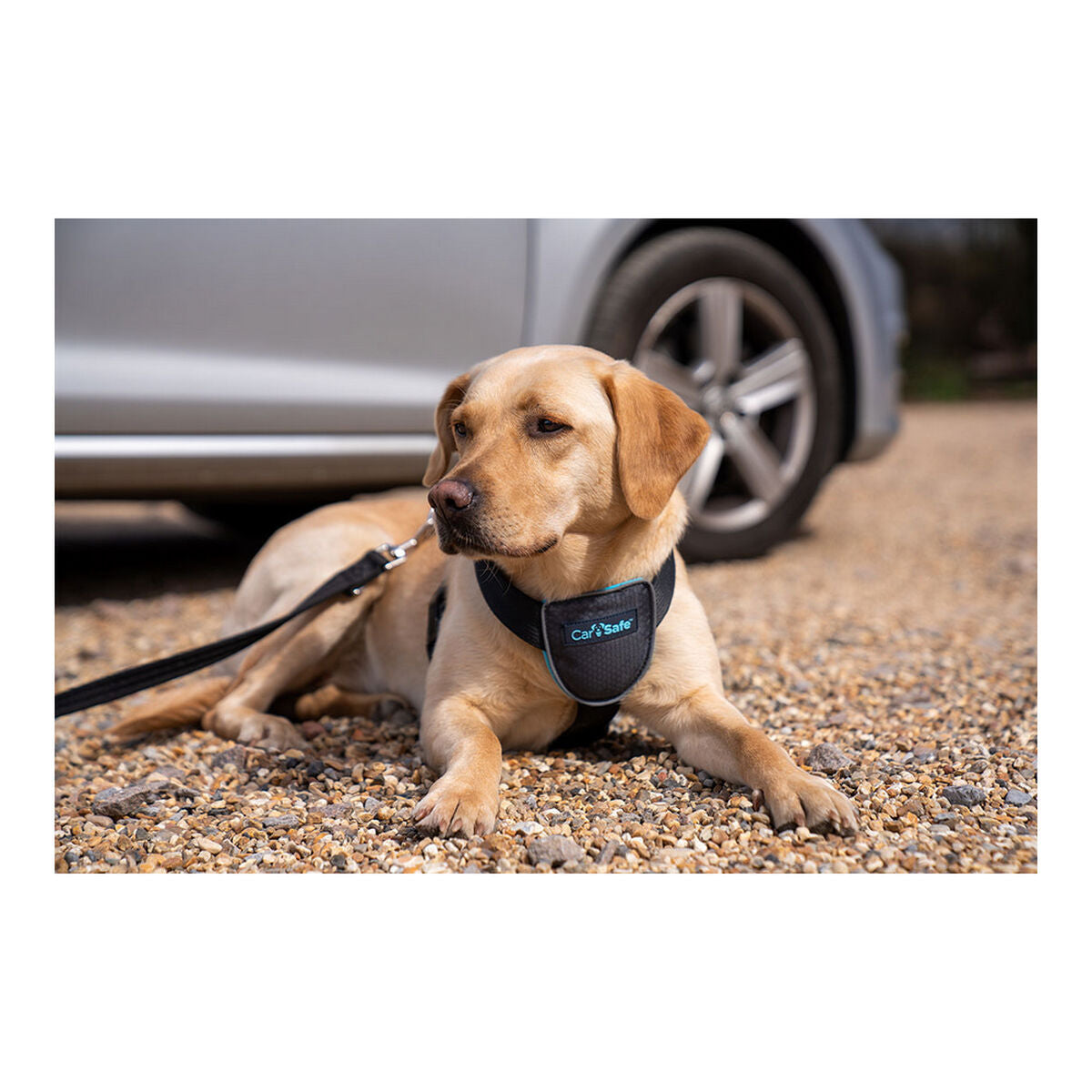 Hund Harness Company of Animals CarSafe Schwarz XS