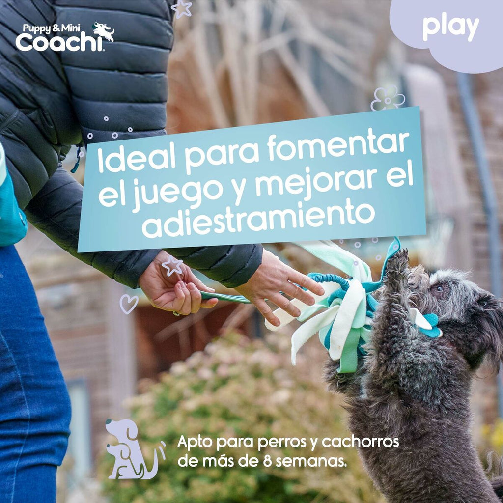 Coachi Hundespielzeug PUPPY & MINI TUGGI SPIDER Grün