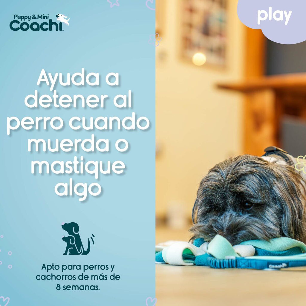 Coachi Hundespielzeug PUPPY & MINI TUGGI SPIDER Grün