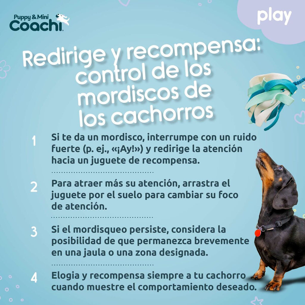 Coachi Hundespielzeug PUPPY & MINI TUGGI SPIDER Grün