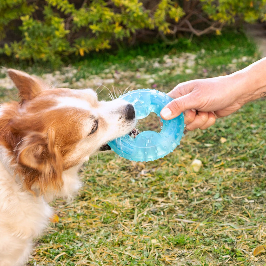 2-in-1 Kühlbar Kauspielzeug für Haustiere Glubiz InnovaGoods - BYAG.Tierbedarf > HundeInnovaGoodsBYAG.V010369784355278248222-in-1 Kühlbar Kauspielzeug für Haustiere Glubiz InnovaGoods