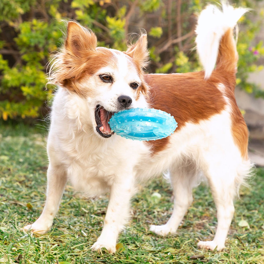 2-in-1 Kühlbar Kauspielzeug für Haustiere Glubiz InnovaGoods - BYAG.Tierbedarf > HundeInnovaGoodsBYAG.V010369784355278248222-in-1 Kühlbar Kauspielzeug für Haustiere Glubiz InnovaGoods