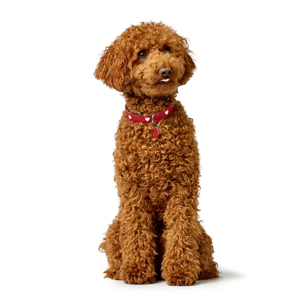 Hund collar Hunter Love Rot XS 24-28 cm