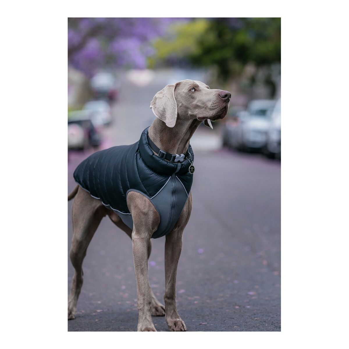 Rot Dingo Hundemantel Puffer Schwarz/Grau 25 cm