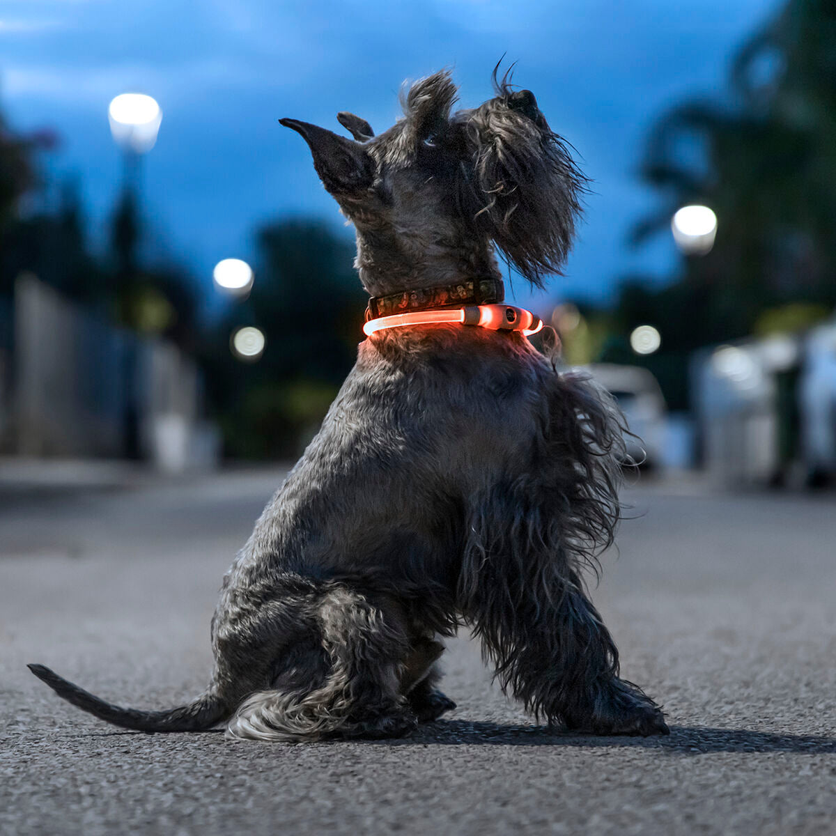 LED Collar for Pets Petlux InnovaGoods – Produktbild 1