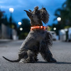 InnovaGoods LED-Halsband für Haustiere Petlux