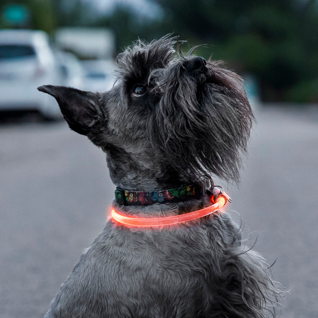 InnovaGoods LED-Halsband für Haustiere Petlux