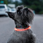 InnovaGoods LED-Halsband für Haustiere Petlux