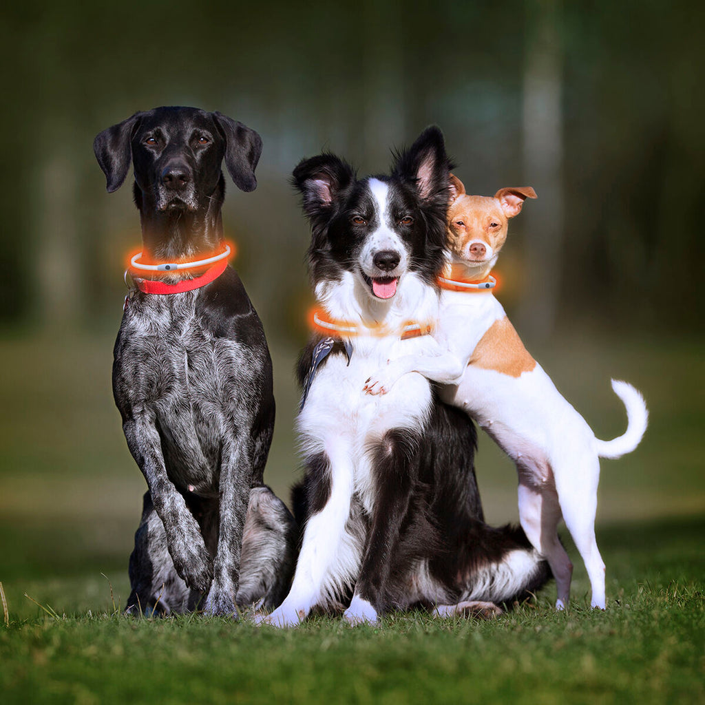 InnovaGoods LED-Halsband für Haustiere Petlux