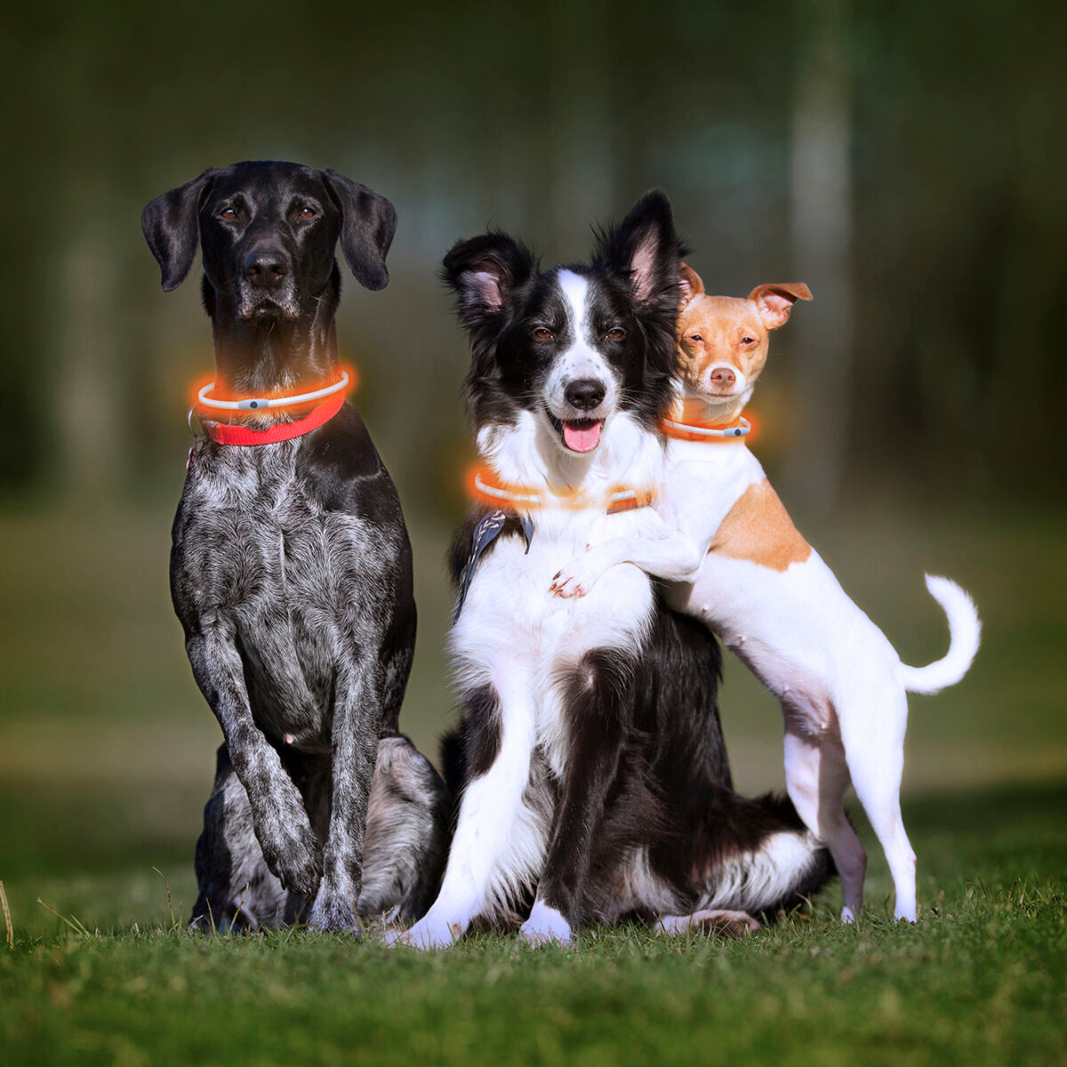 InnovaGoods LED-Halsband für Haustiere Petlux