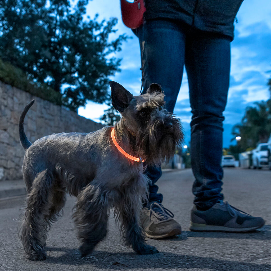 InnovaGoods LED-Halsband für Haustiere Petlux