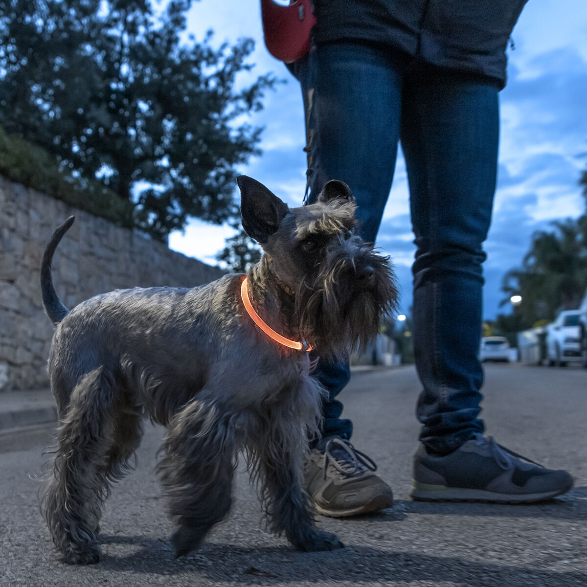 InnovaGoods LED-Halsband für Haustiere Petlux