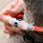 InnovaGoods LED-Halsband für Haustiere Petlux