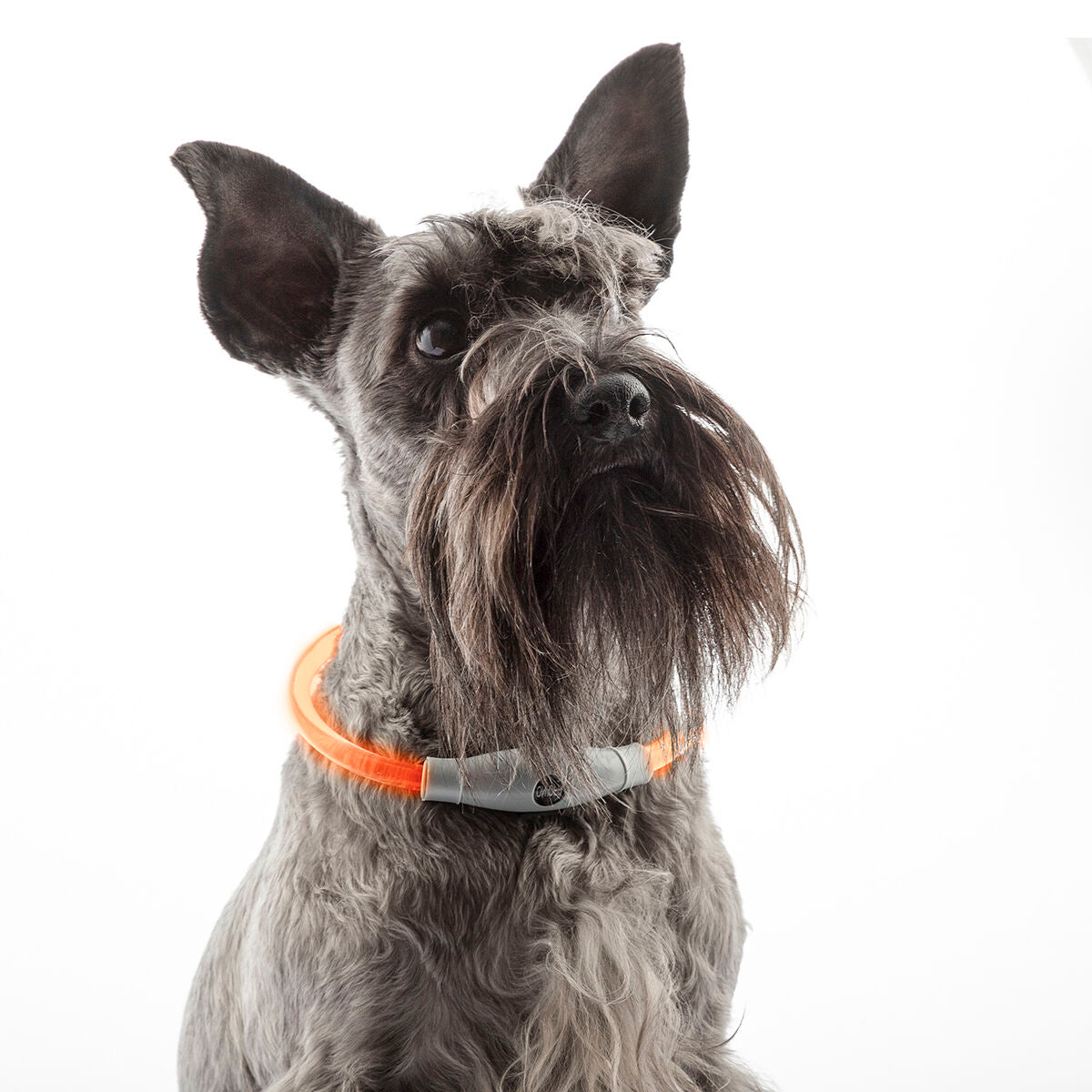 InnovaGoods LED-Halsband für Haustiere Petlux