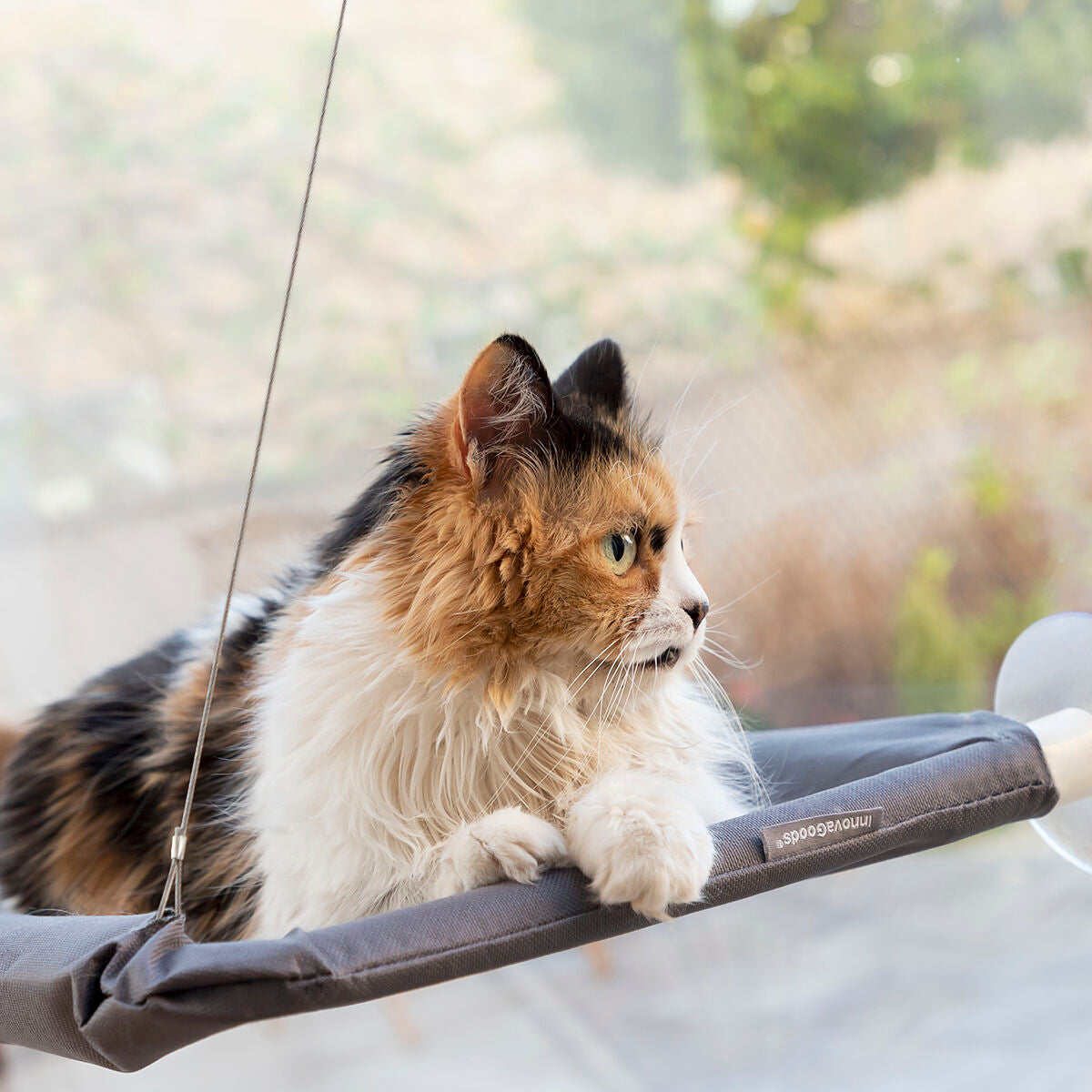 InnovaGoods Hanging Katze Hammock Catlax