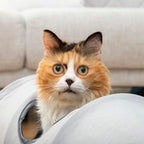 InnovaGoods Collapsible Haustier Tunnel Funnyl
