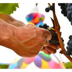 Campo Viejo Rotwein 1,2 kg - BYAG.Lebensmittel & Getränke > Bier, Wein & SpirituosenCampo ViejoBYAG.B05051658410302106706Campo Viejo Rotwein 1,2 kg