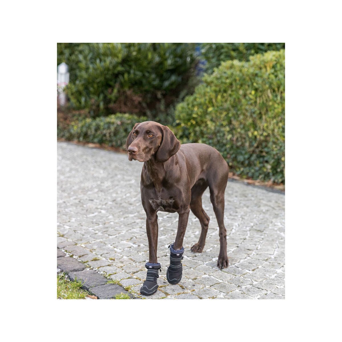 Trixie Hundeschuhe 19410 Schwarz - BYAG.Tierbedarf > HundeTrixieBYAG.S08004344011905194103Trixie Hundeschuhe 19410 Schwarz